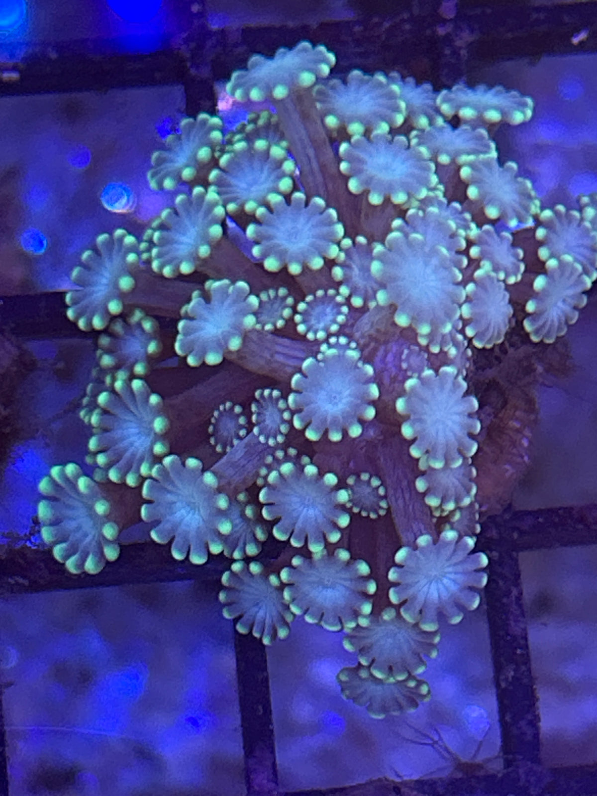 Alveopora (light color )