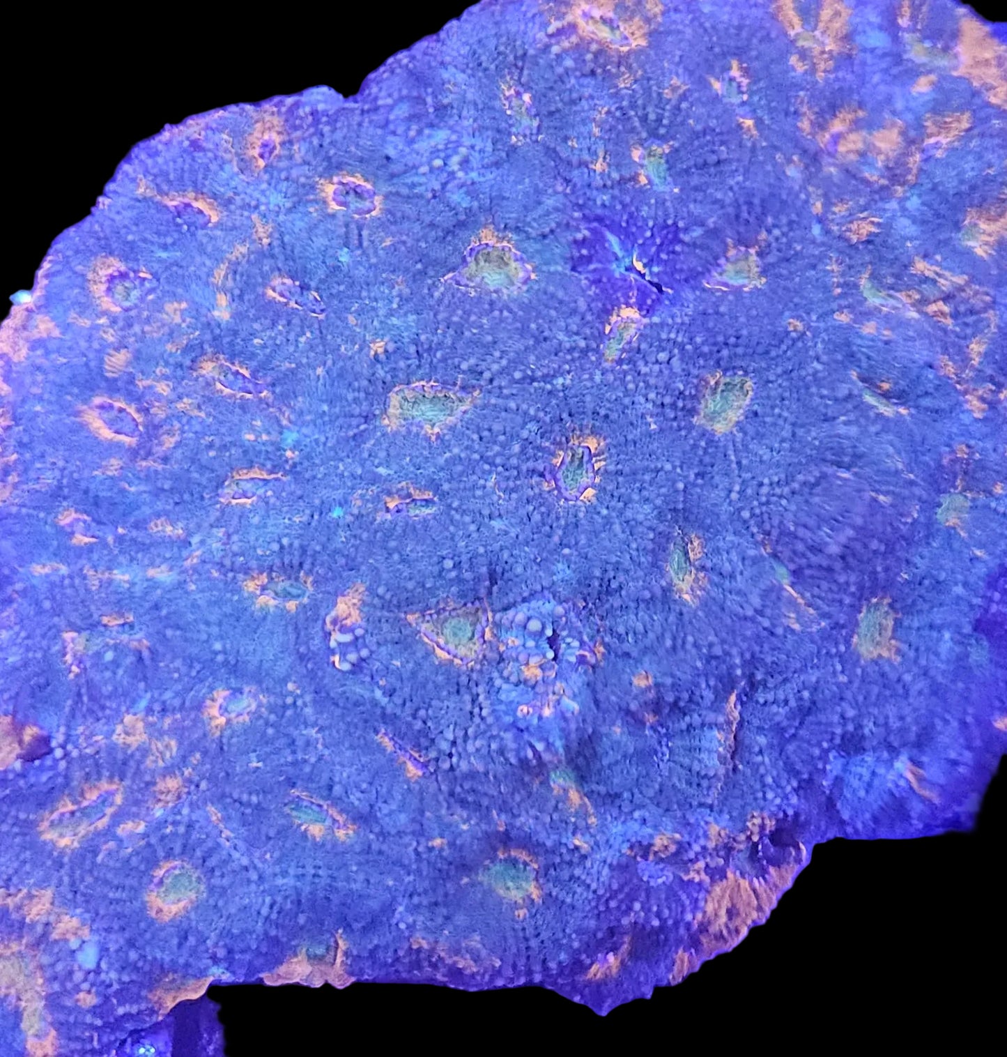 Acanthastrea Echninata Ultra (LPS-E102)