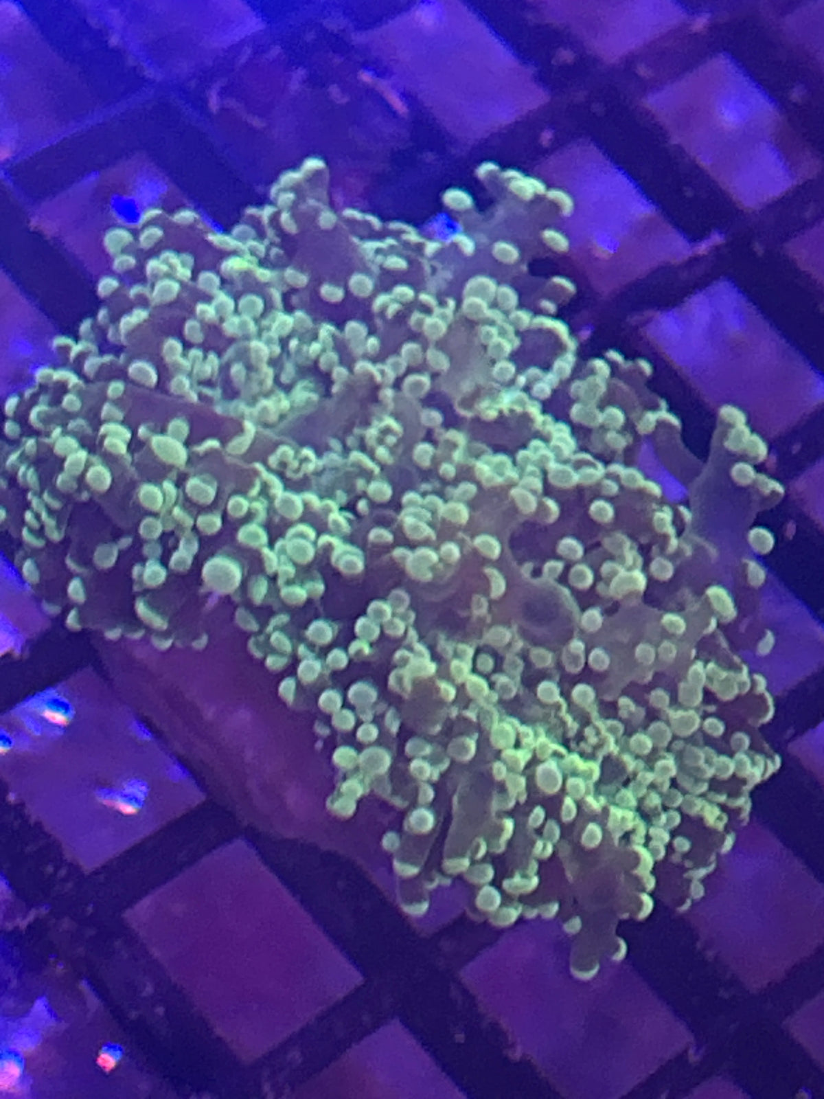 Bright Green Frogspawn large frag (LPS-021)