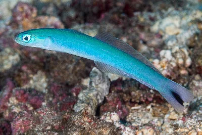 Blacktail Dartfish