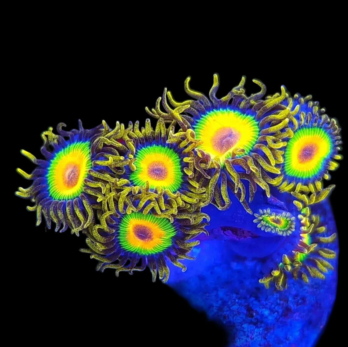 Rasta Zoanthids