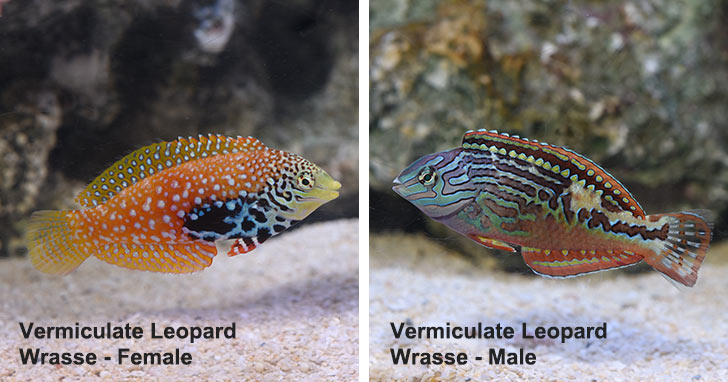 Blue Star Leopard Wrasse (F)