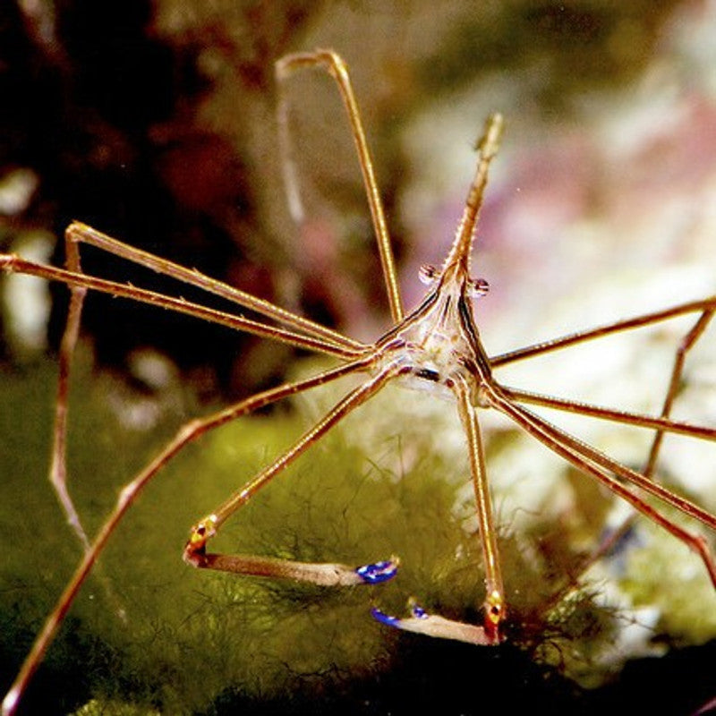 Arrow Crab
