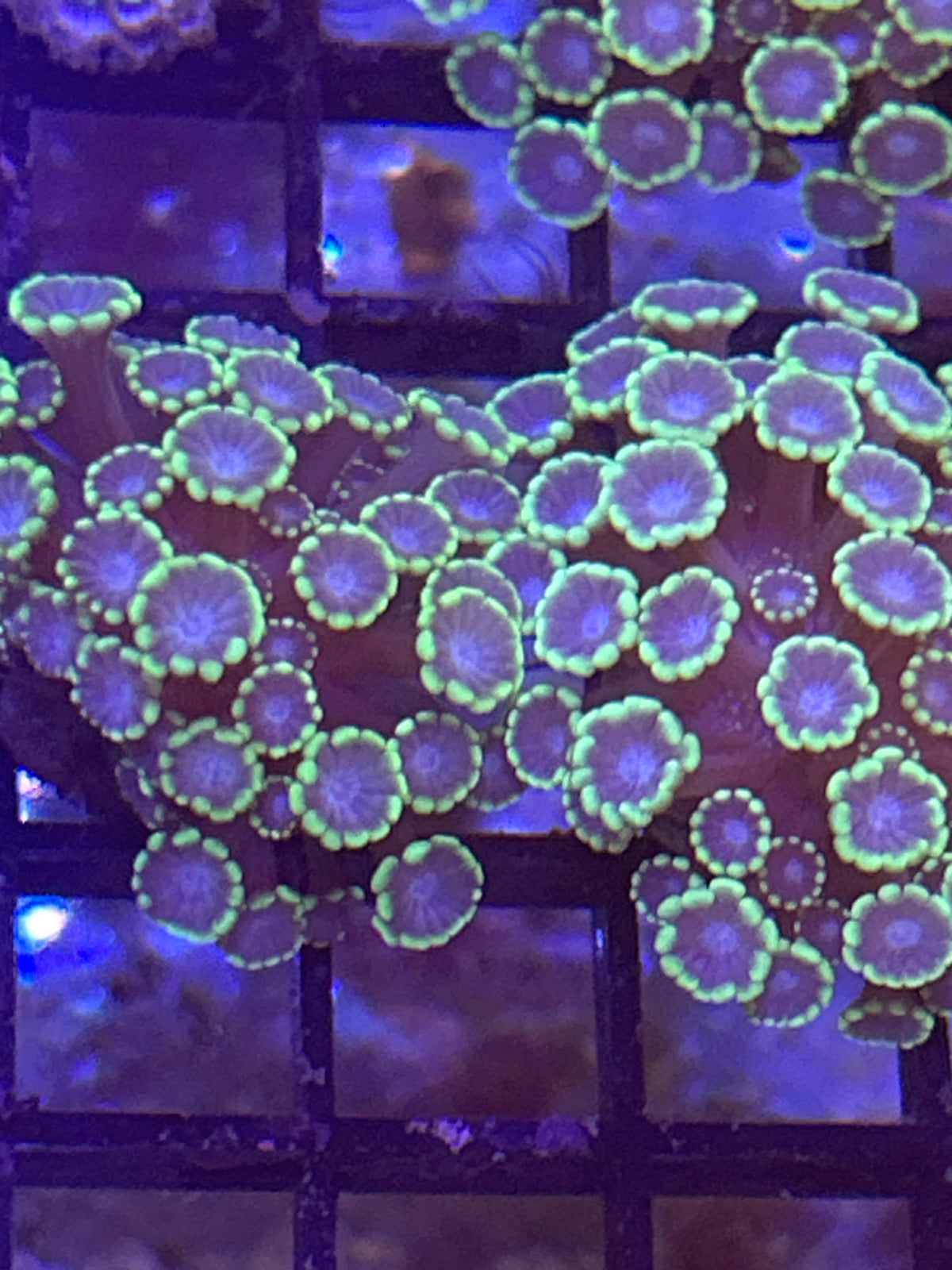 Alveopora (blue center green tentacles)