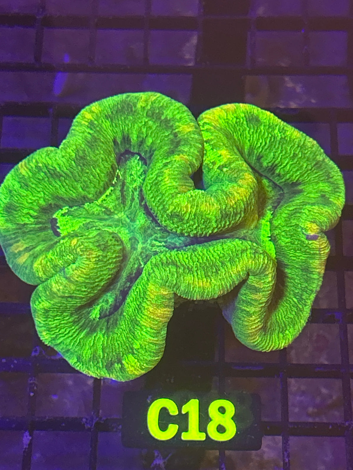 Trachyphyllia (C18)
