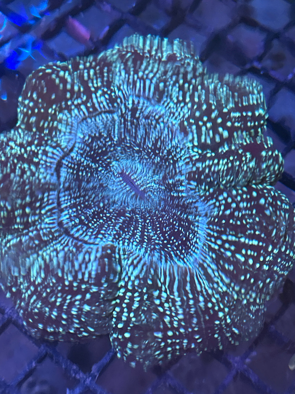 Acanthophyllia (galaxy)