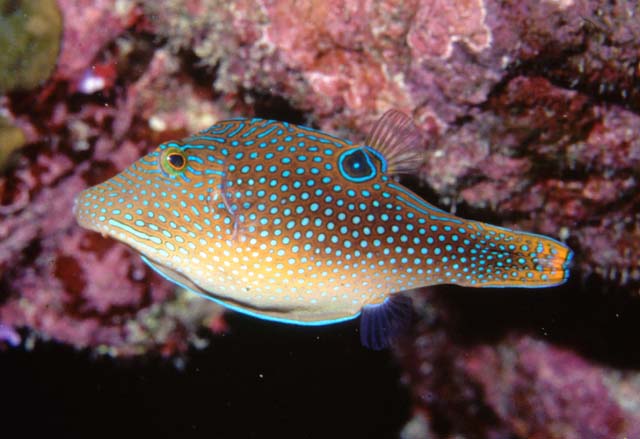 Peacock (Toby) Pufferfish
