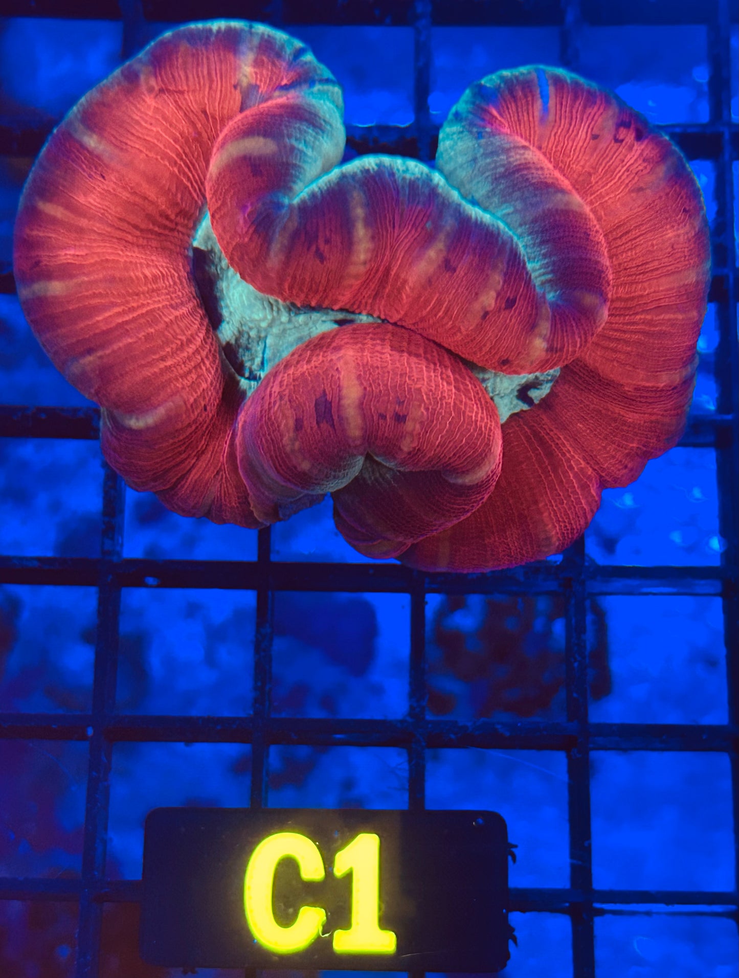 Trachyphyllia (C1)