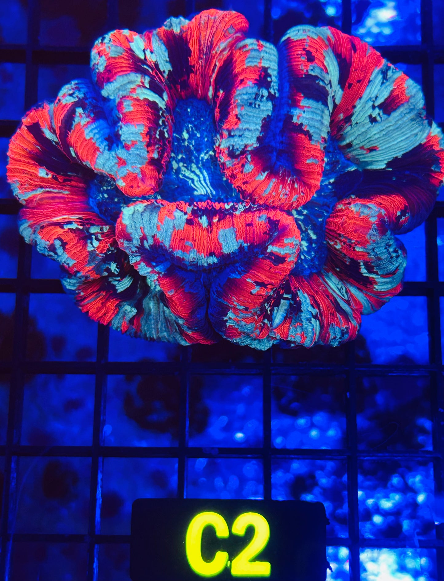 Trachyphyllia (C2)