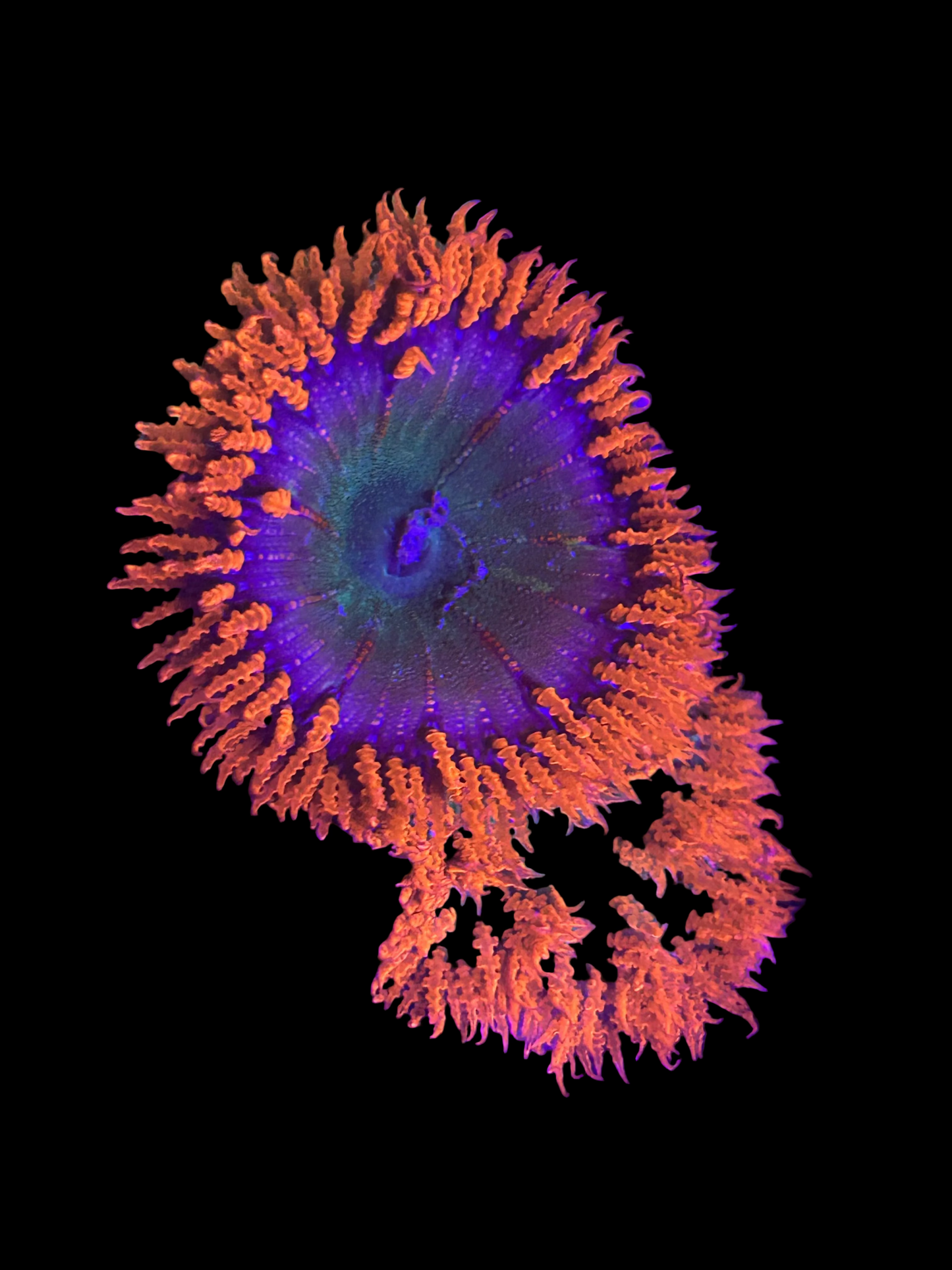 Rock Flower anemone red edge