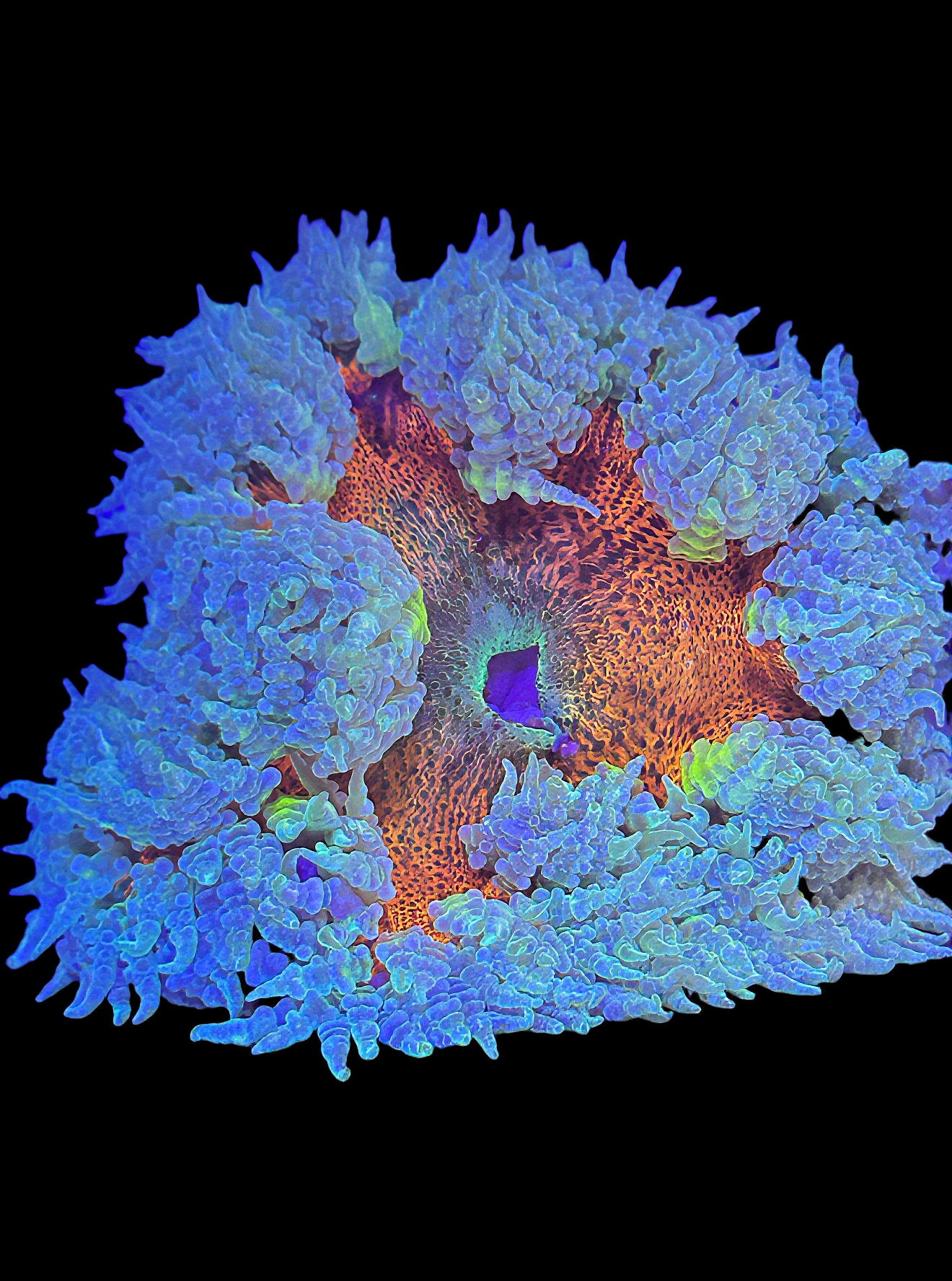 Rock Flower orange center