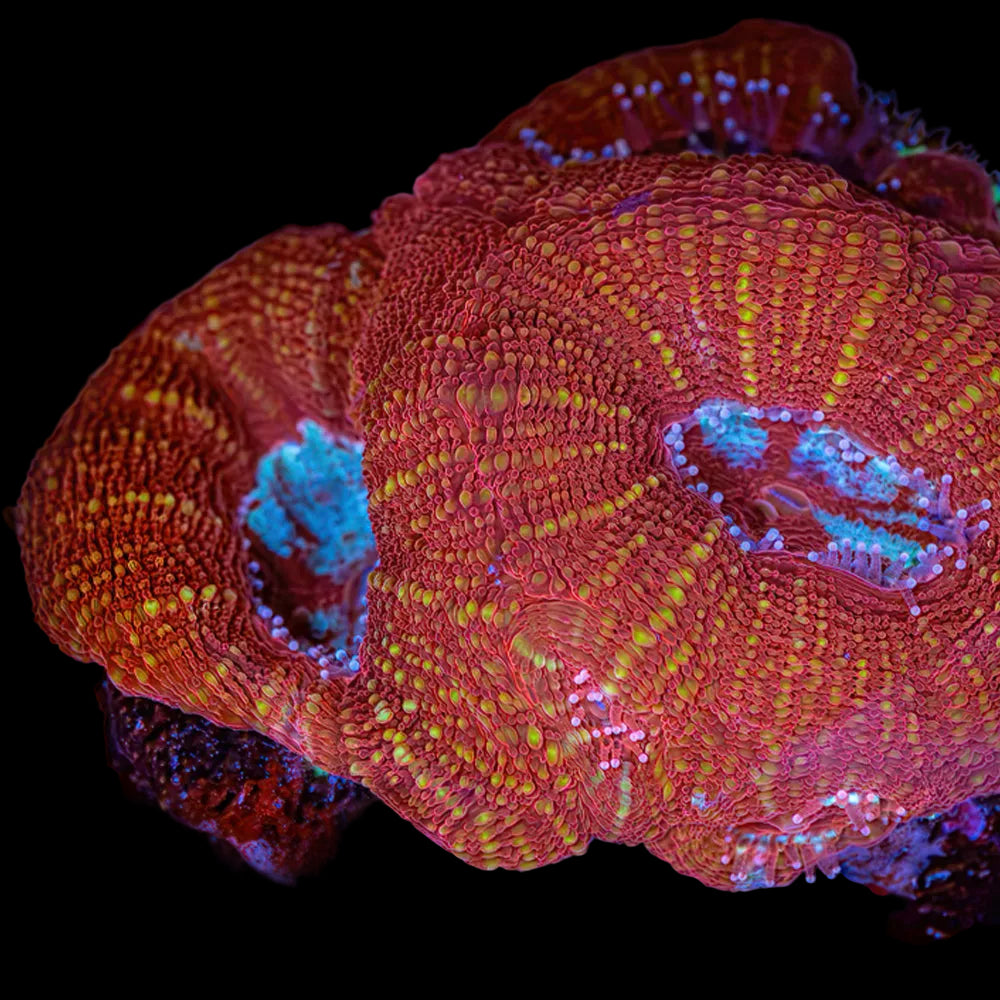 Acan Bowerbanki (LPS-011)