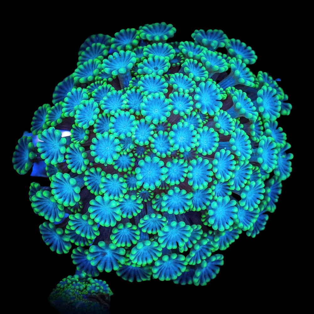 Alveopora (blue center green tentacles)