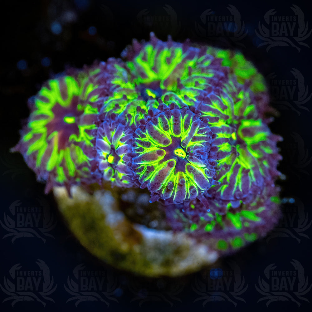 Blastomussa B1 (LPS-XXX) - Frag - 1 inch