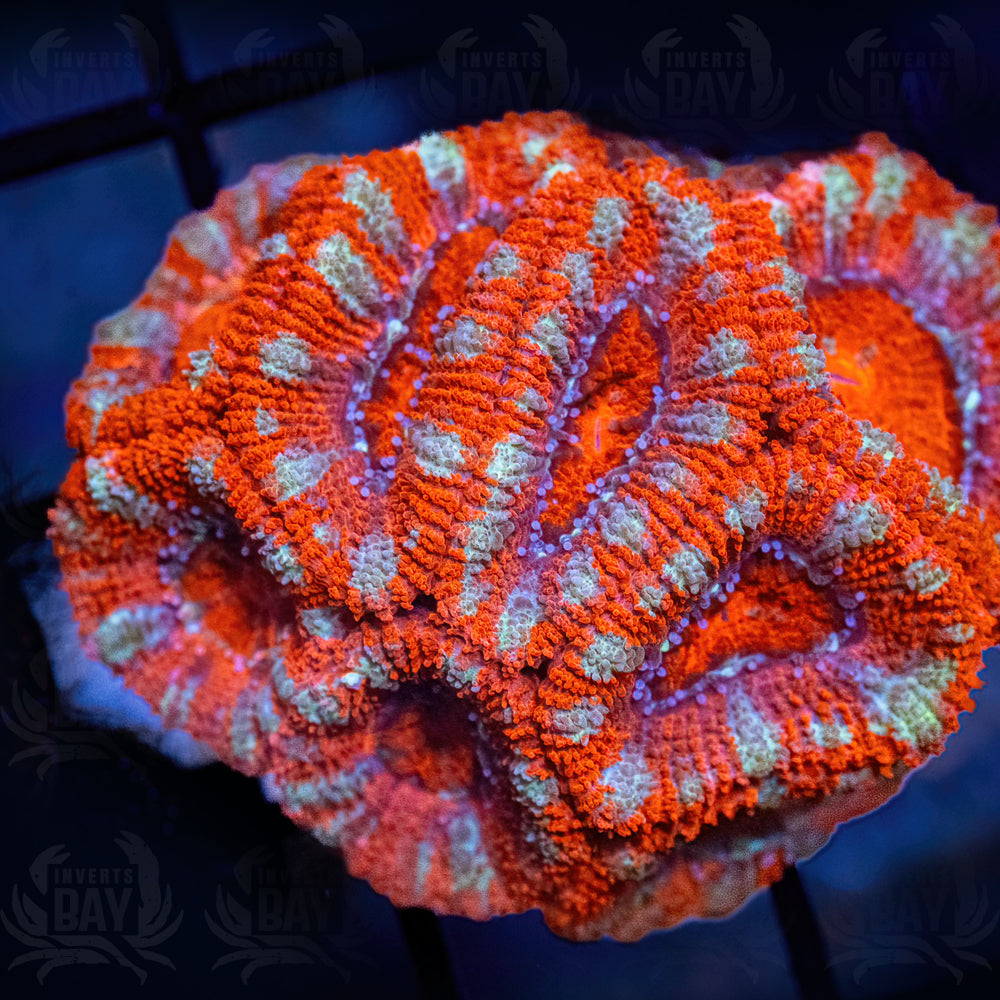 Acan Lord (LPS-XXX) - Frag - 1 inch