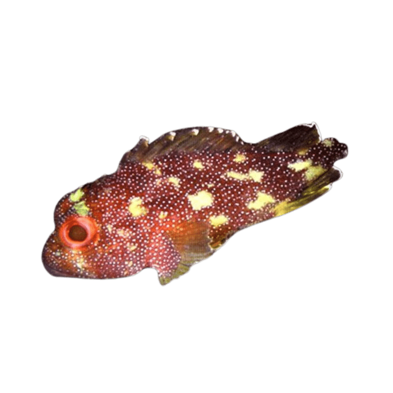 Red Yellow Stonefish
