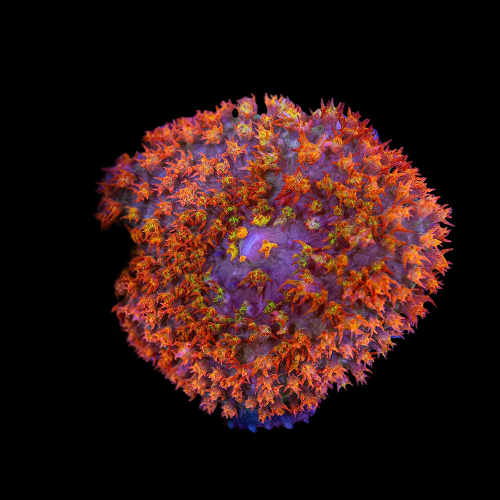St-Thomas Mushroom Red