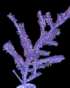Gorgonian