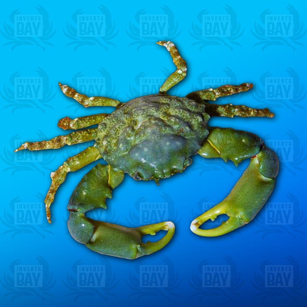 Crabe émeraude
