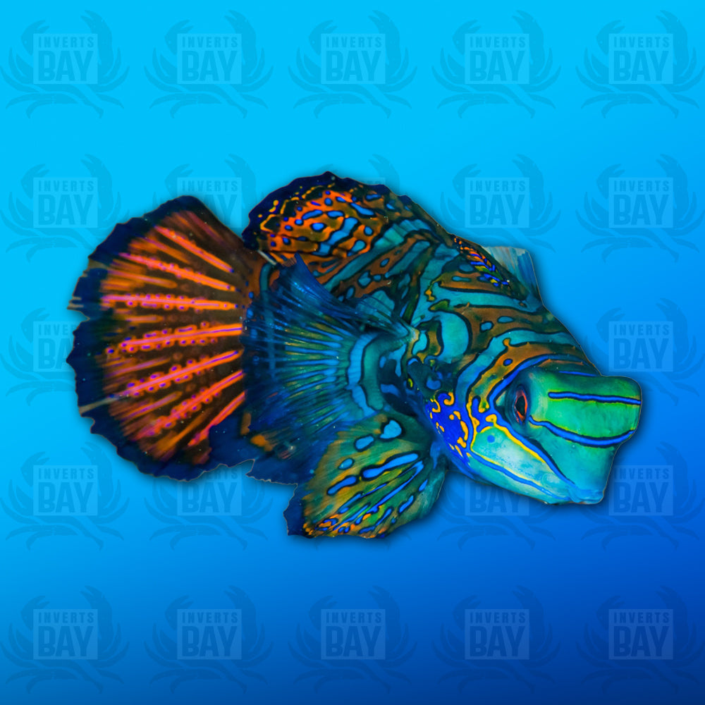 Green Mandarin Goby