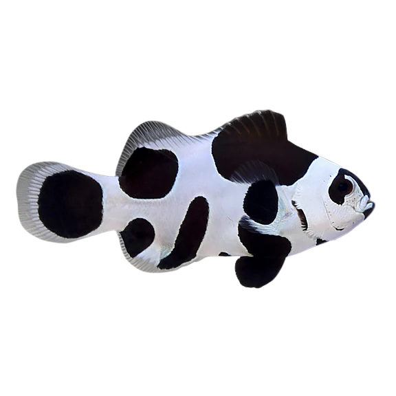 Black Storm ocellaris