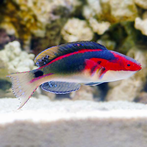 Exquisite Fairy Wrasse (M)