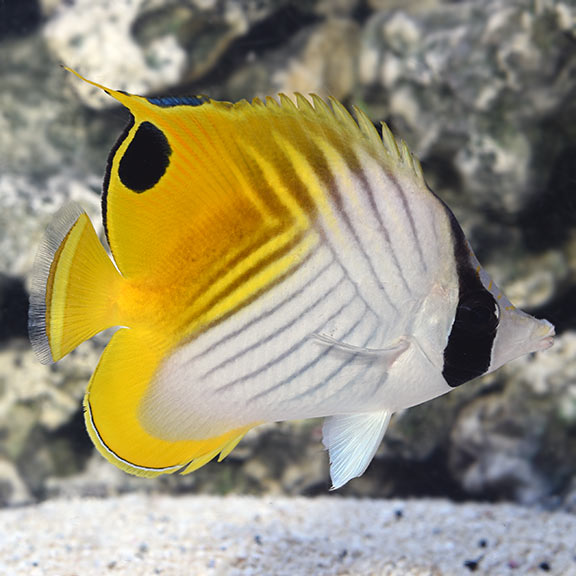 Auriga or Threadfin Butterfly