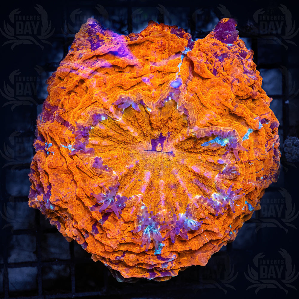 Acanthophyllia (LPS-069)