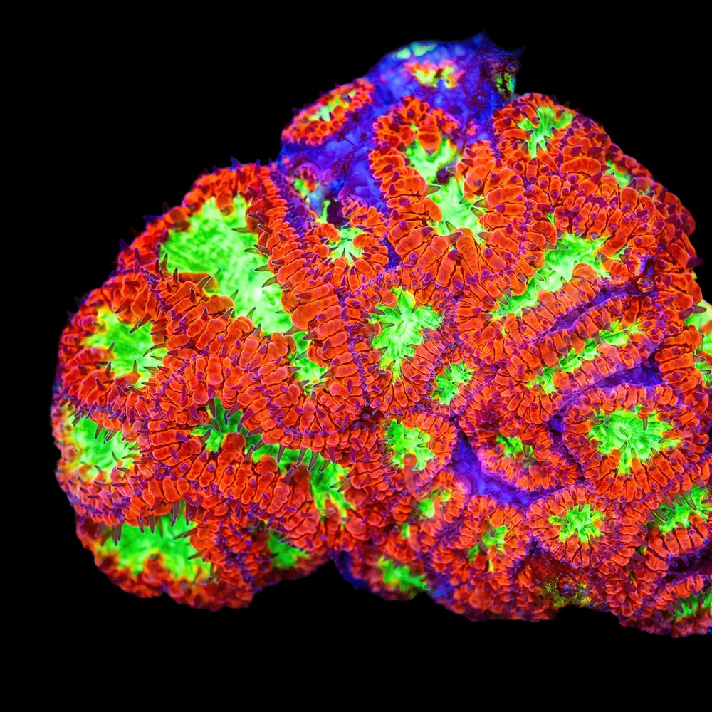 Blastomussa Ultra (2 heads-neon/yellow center red edge)