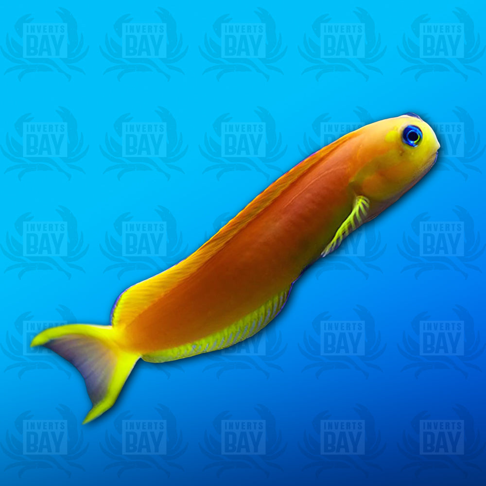Midas Blenny