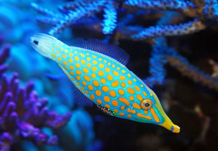 Orange Spotted Filefish