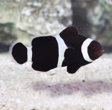 Black Ocellaris (Amphiprion ocellaris)