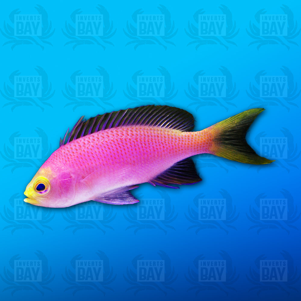 Resplendent Anthias