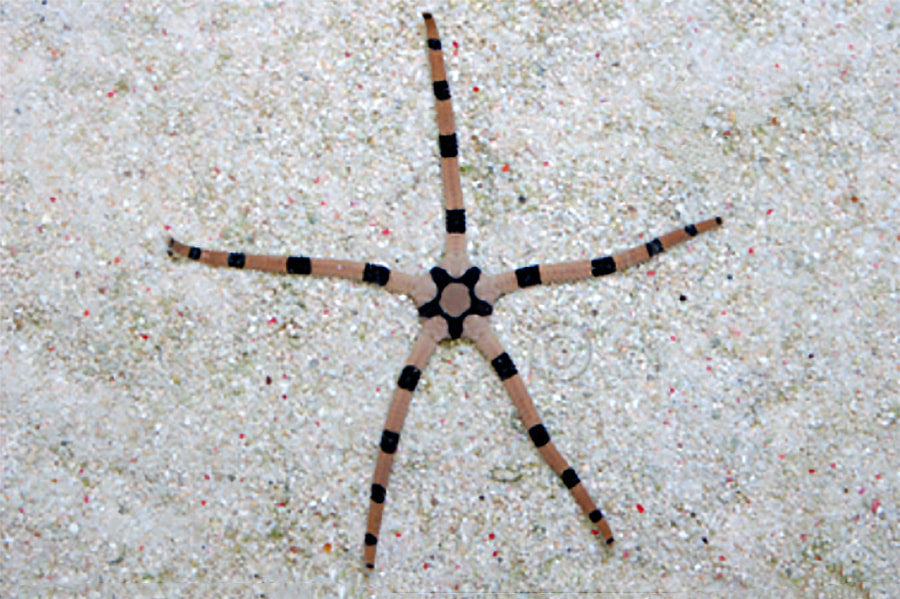 Harlequin Serpent Starfish