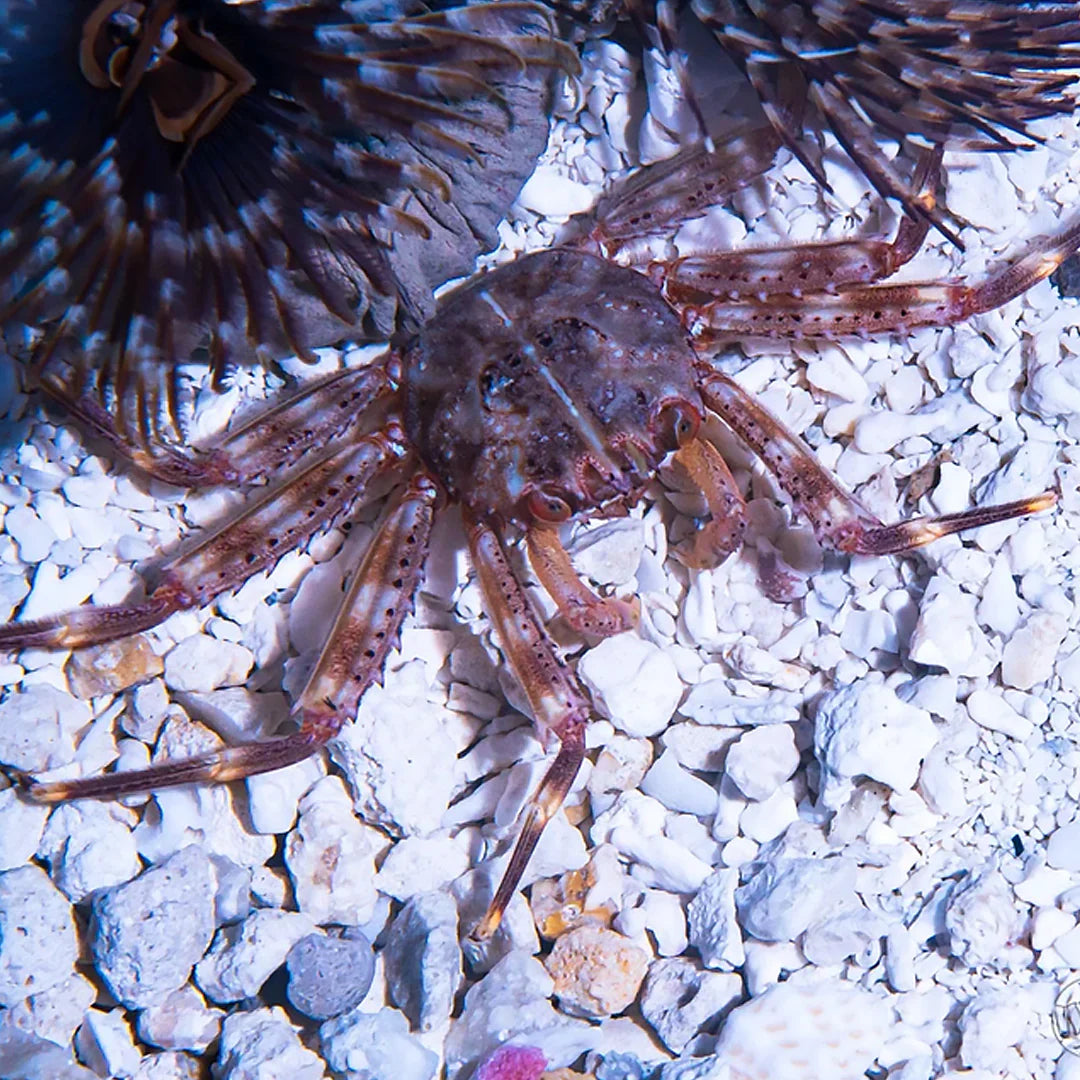 Crabe émeraude