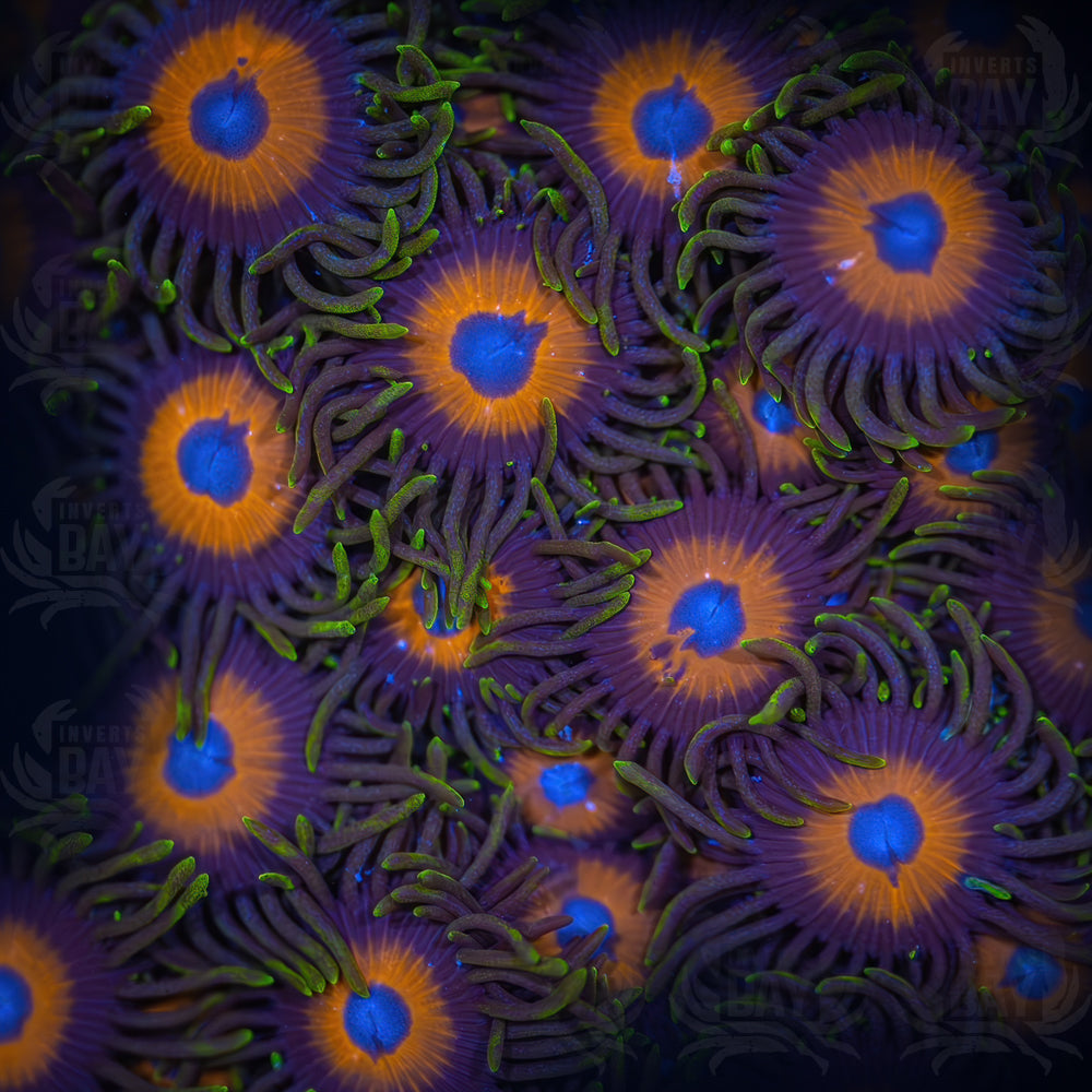 Soft-Coral-008