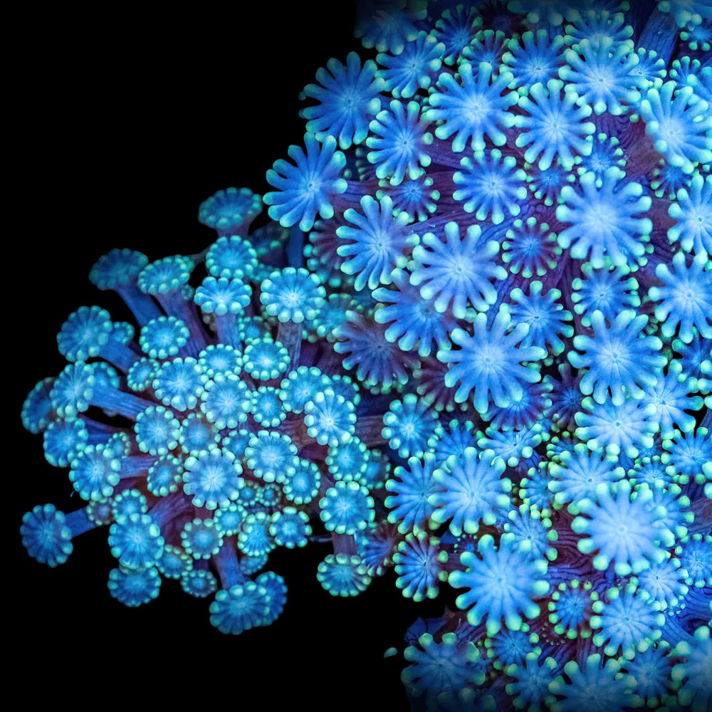 Alveopora (light color )