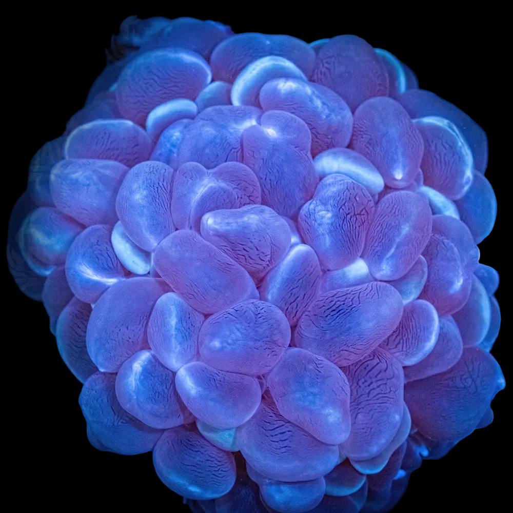 Bubble Coral-022