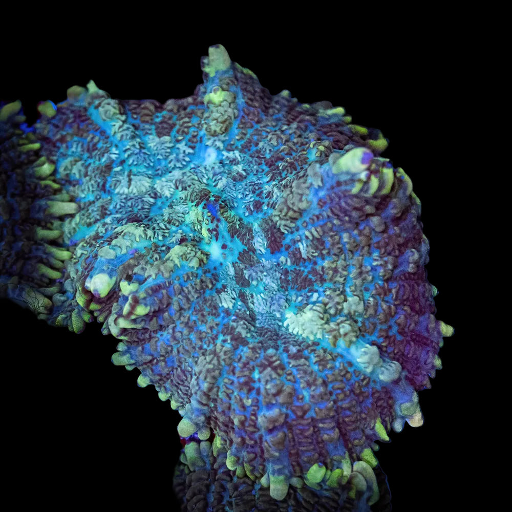 Rhodactis Musroom (SC-037)