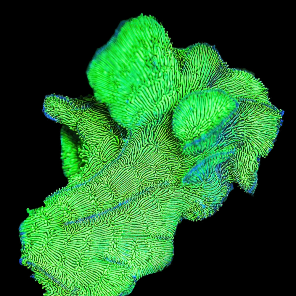 Green Pavona (SPS-014)
