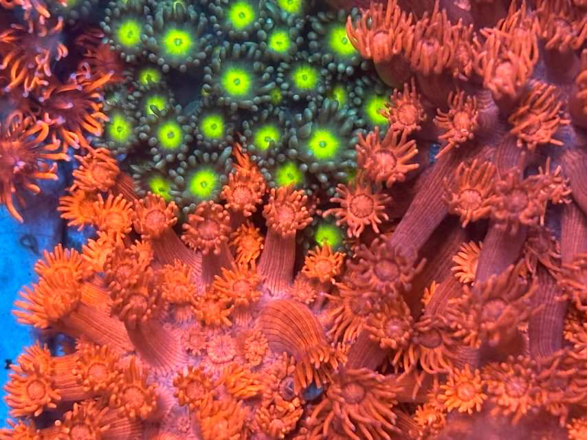 Types of Corals