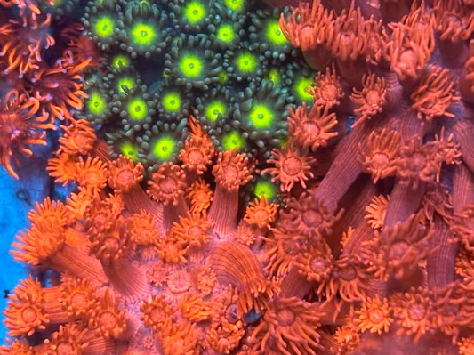 Types of Corals