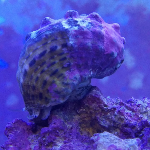 Invertebrates for Your Saltwater Aquarium: Essential Roles and Benefit ...