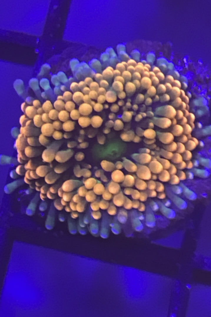 Florida Ricordia Mushroom