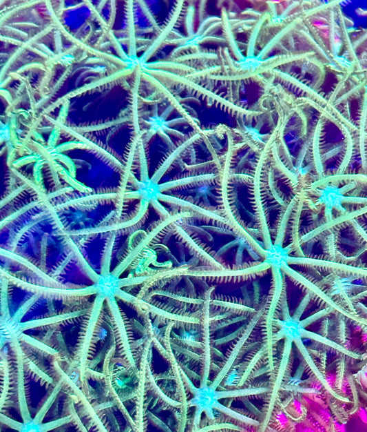 Tubipora Musica