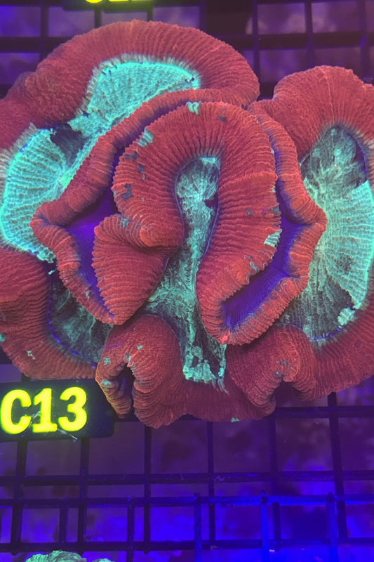 Trachyphyllia (C13)