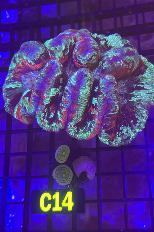 Trachyphyllia (C14)