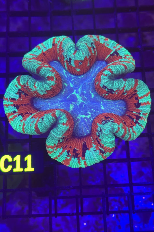 Trachyphyllia (C11)