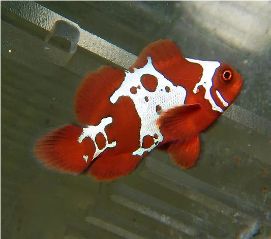 GoldxLightning Maroon Clownfish