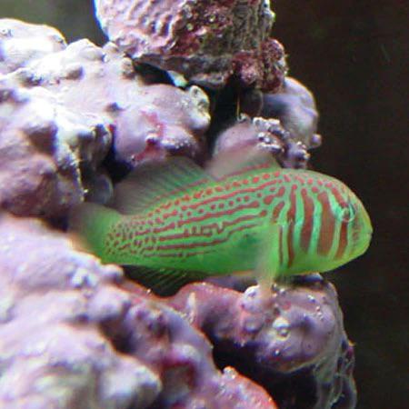 Red & Green Clown Goby